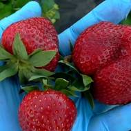 Саджанець Суниця садова Вайтбрант